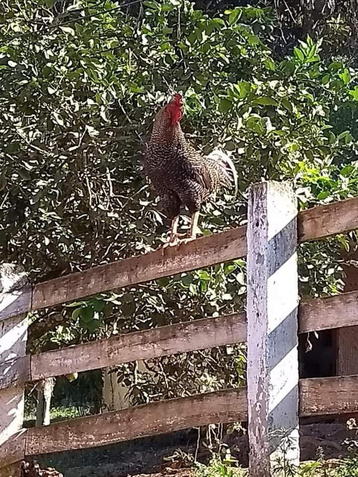 Pousada Rural E Pesqueiro Chale Da Serra Conceição da Ibitipoca Exterior foto